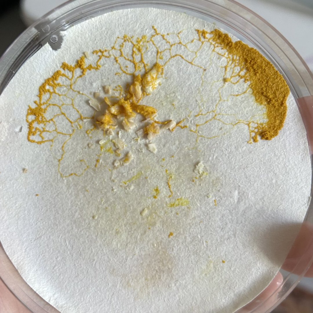 养黏菌火了,但8月正是最容易养挂的时候:我把翻车记录整理成了下单前3问