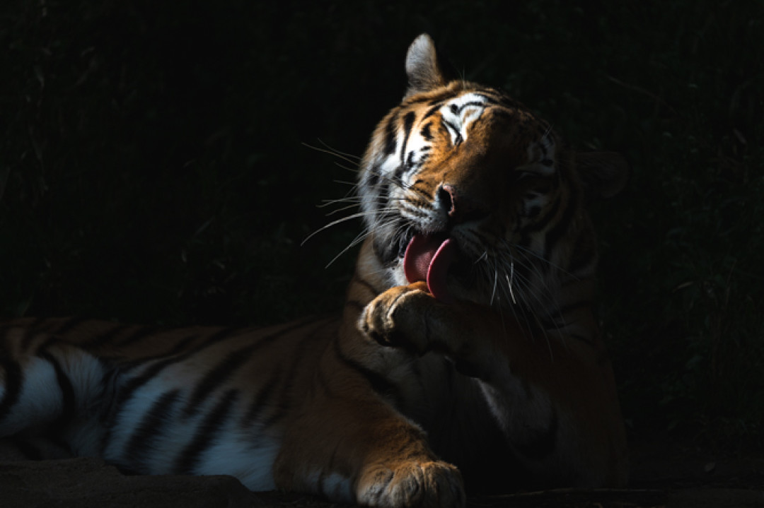 腾龙50-600mm F4.5-7.3专利曝光:12倍“一镜走天涯”超长焦真要来了?先想清三件事再决定等不等