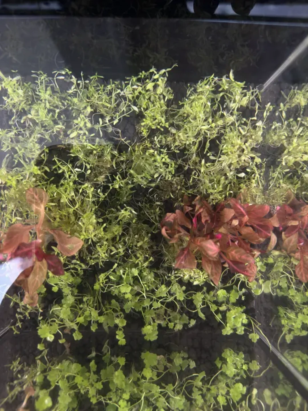 “不需要CO2”一半是营销话术：对照了3份最火的无碳清单和评论区翻车现场，同样的草，差在你买的是哪种“叶”