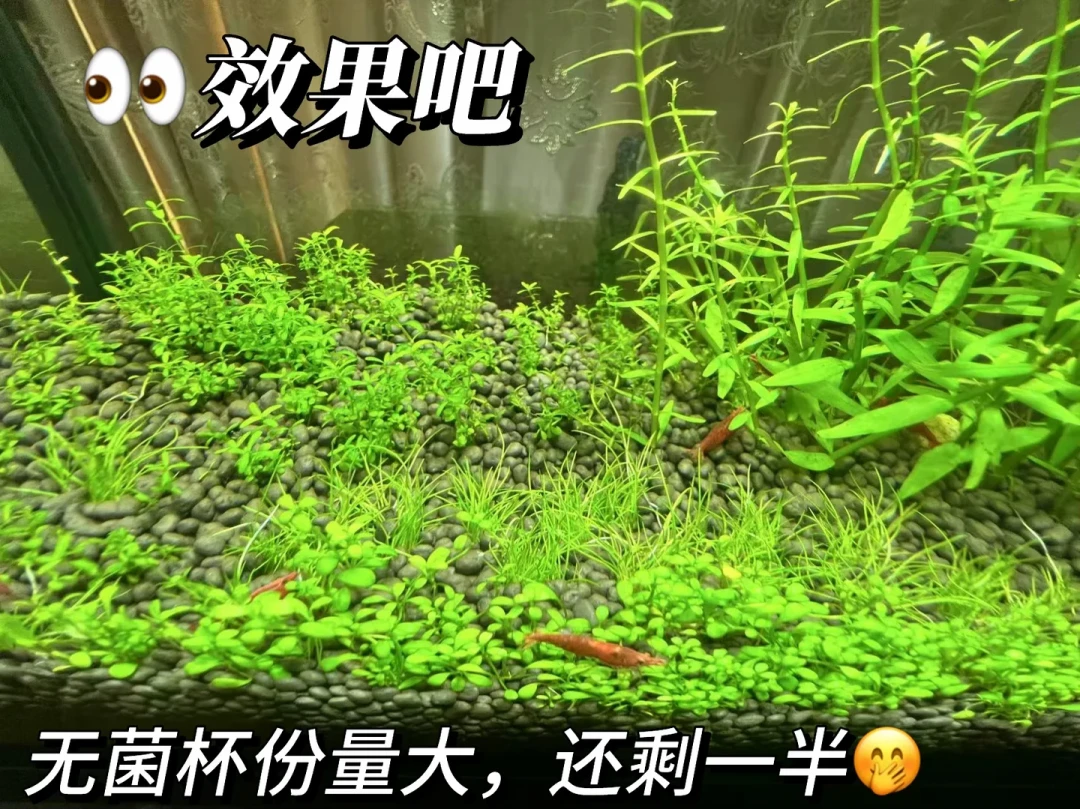 “不需要CO2”一半是营销话术：对照了3份最火的无碳清单和评论区翻车现场，同样的草，差在你买的是哪种“叶”