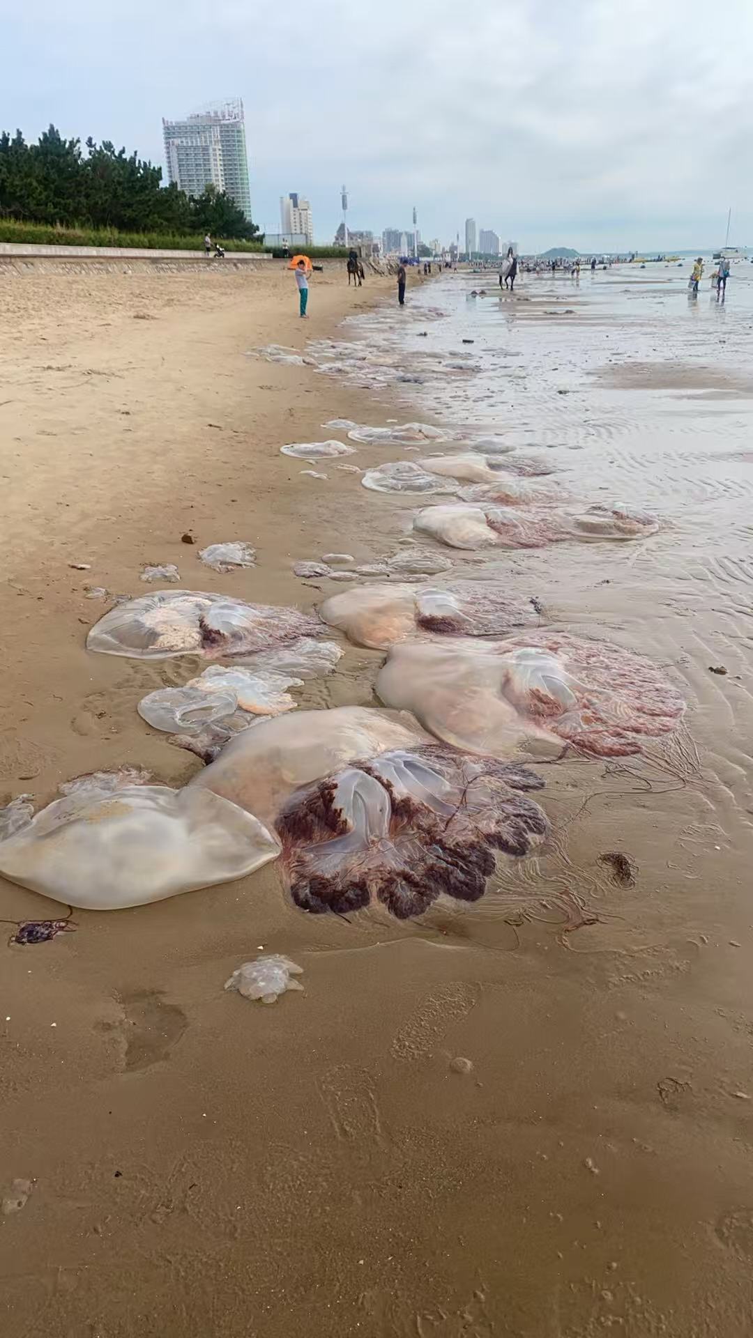 北戴河的海蜇又“准时”到了:翻完本周40多条实拍帖和3年旧帖,哪片海还能下、被蜇了怎么办,都给你理出来了