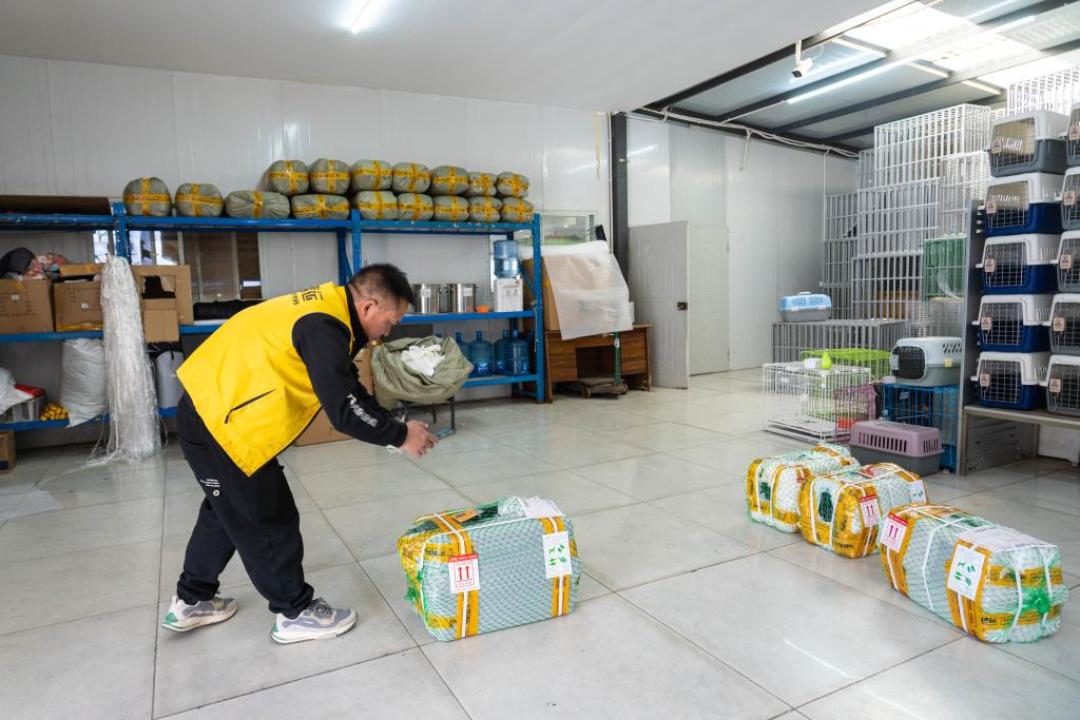 360元高铁到1288元进客舱:暑期带猫狗跨城托运,下单前先确认这5件事