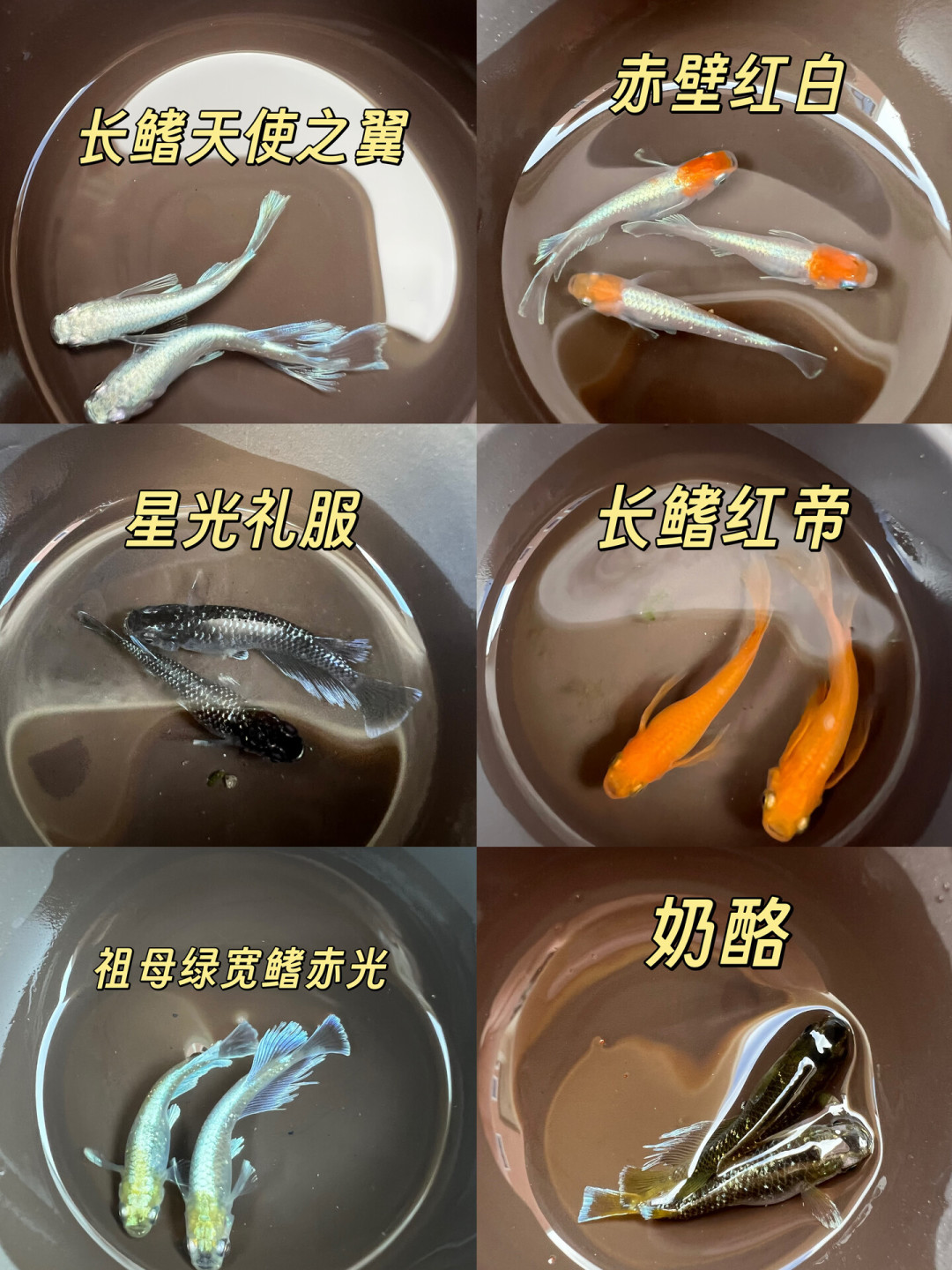 3毛一条的也是它，130元一条的也是它：观背青鳉的价格到底差在哪