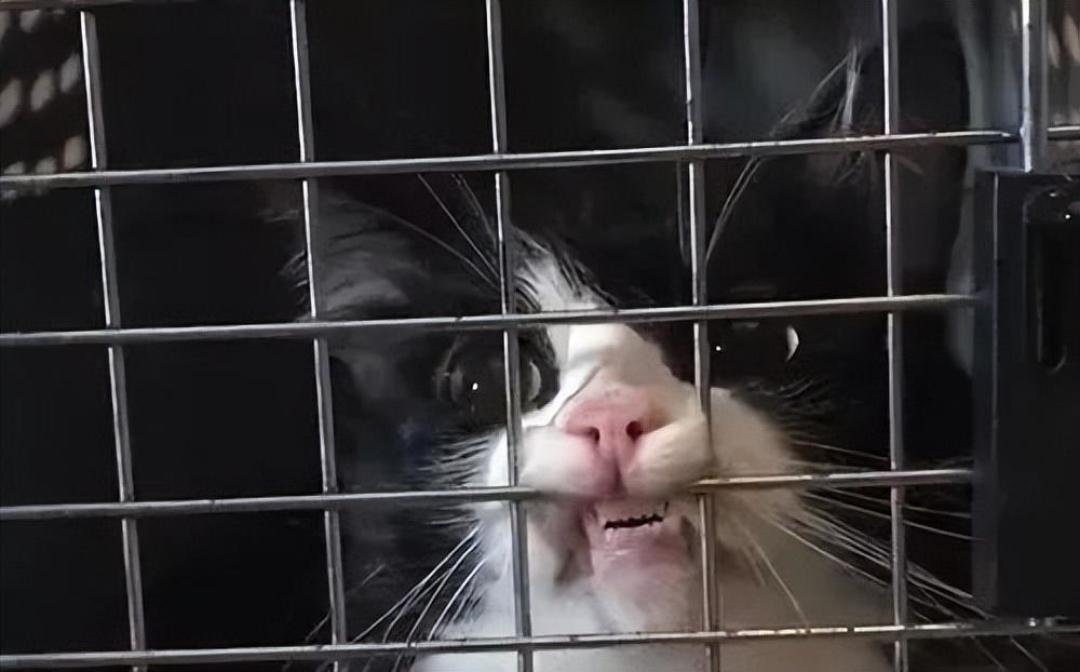 暑假捡回来的小猫，别急着带出门
