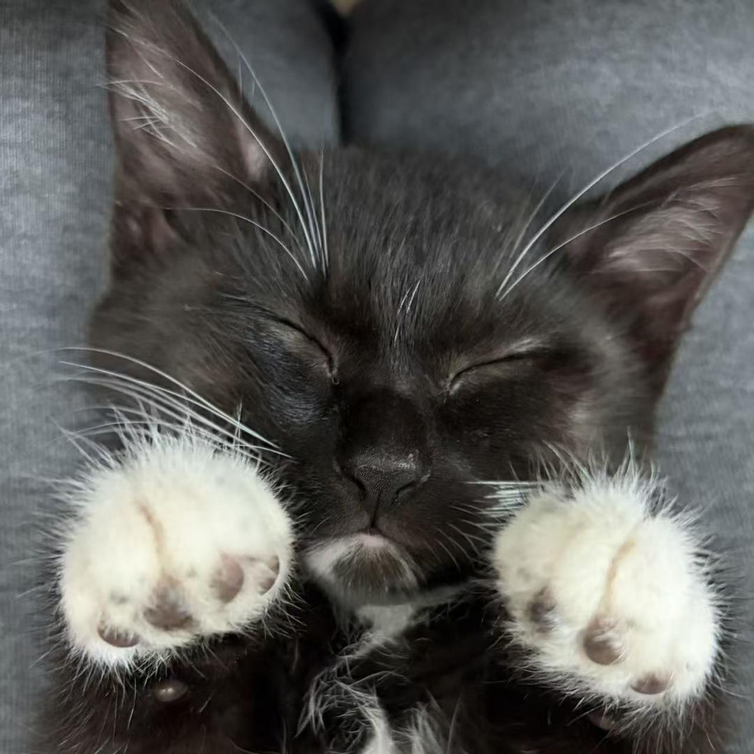 暑假捡回来的小猫，别急着带出门
