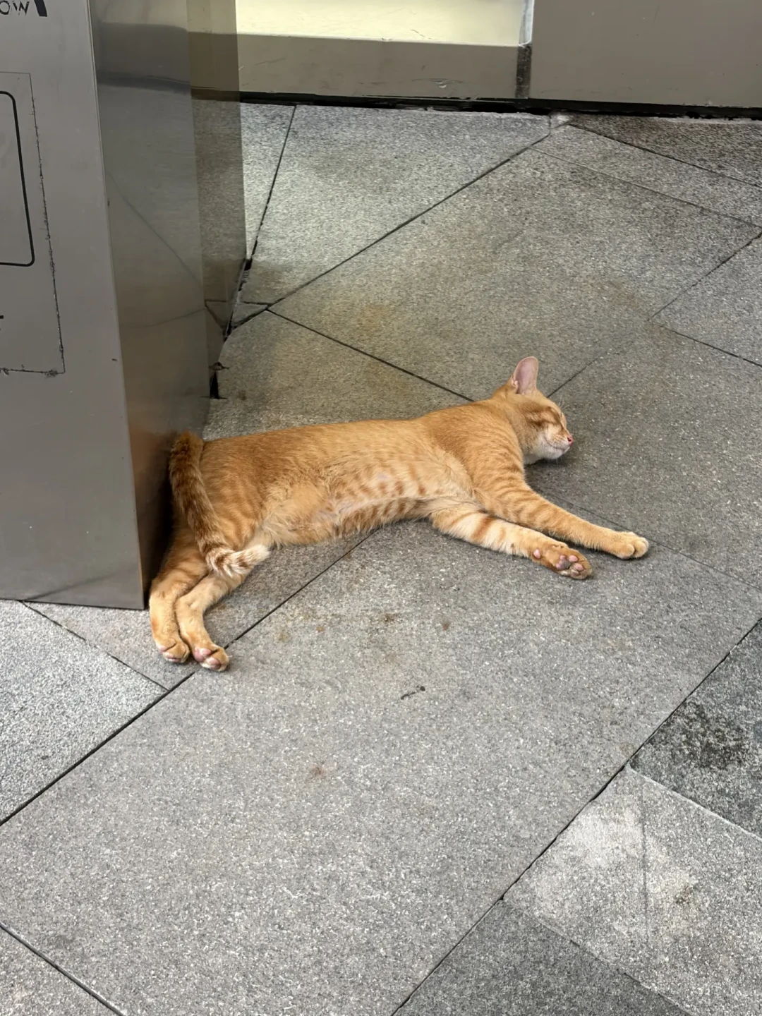 高温天猫瘫在地上,不一定是中暑:先观察4个点,再谈喷水还是送医