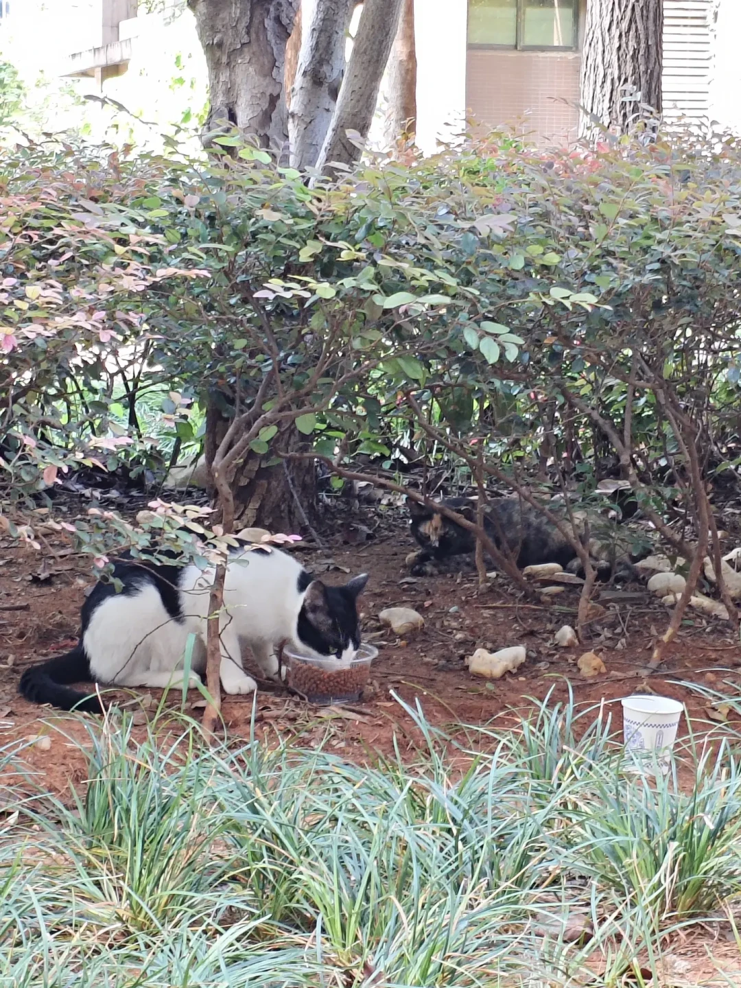 高温天猫瘫在地上,不一定是中暑:先观察4个点,再谈喷水还是送医