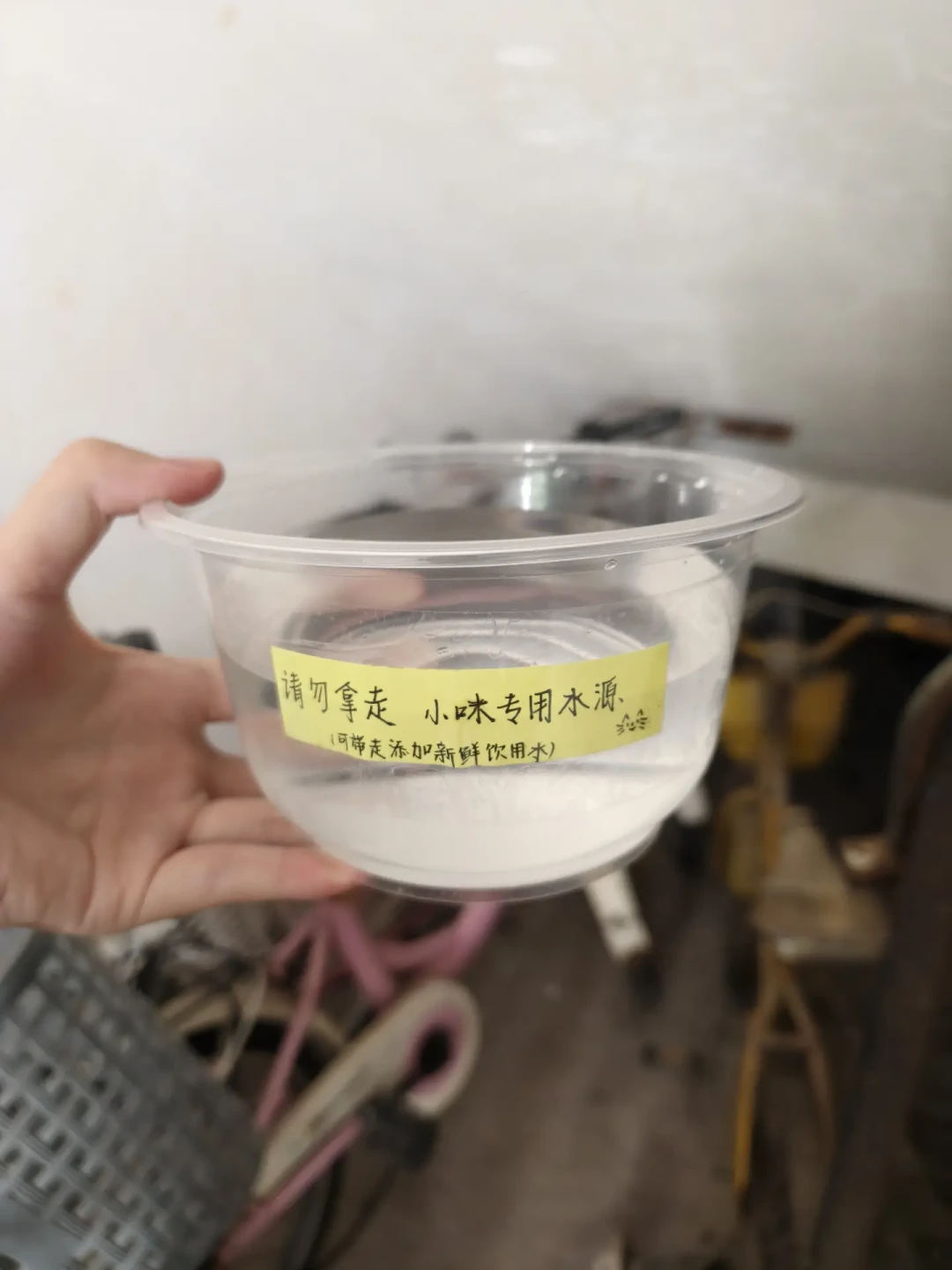 高温天猫瘫在地上,不一定是中暑:先观察4个点,再谈喷水还是送医