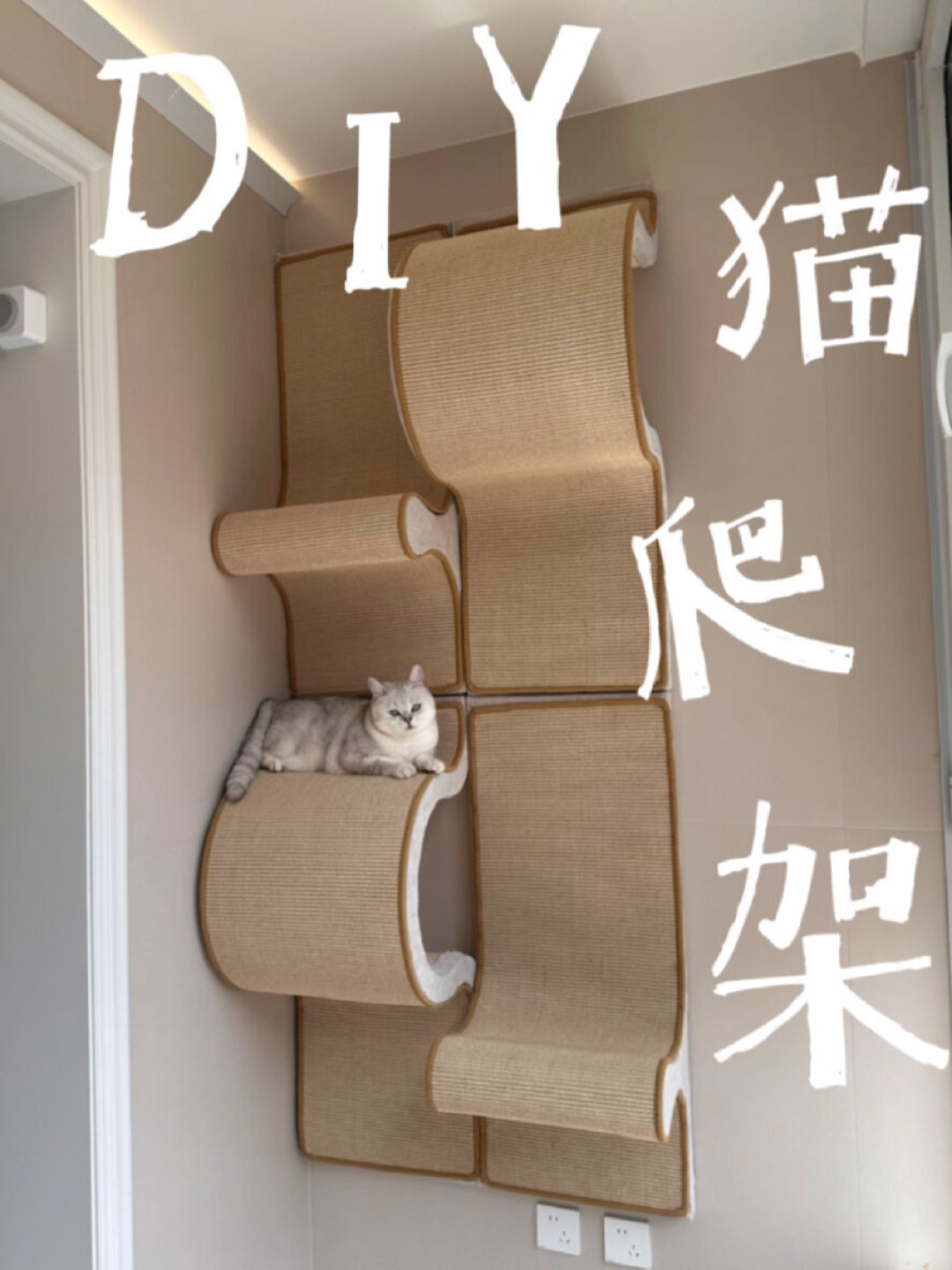 一个不敢上,一个直奔冰箱:猫墙设计的第一课,是先看猫再看墙