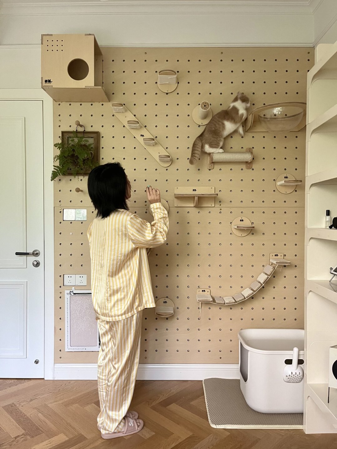 1.5万赞的帖子说猫笨,1万赞的评论翻了案:多数猫墙不是死于丑和贵,是死于“动线”