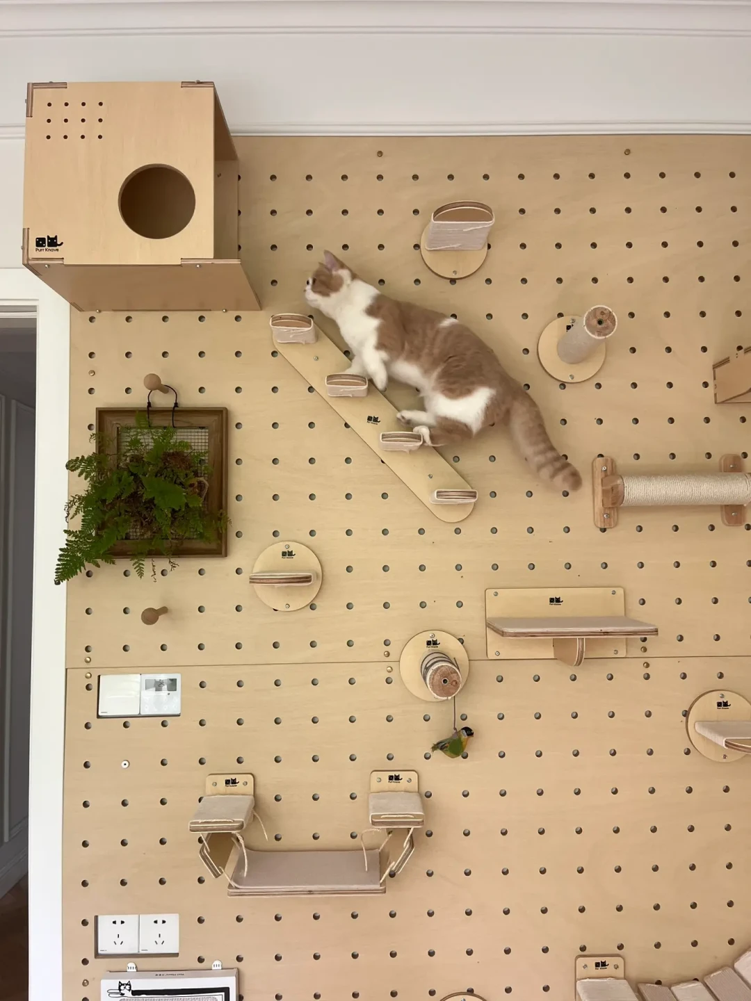 猫墙越做越高,猫却未必肯用:做多高由三步决定,不是由层高决定