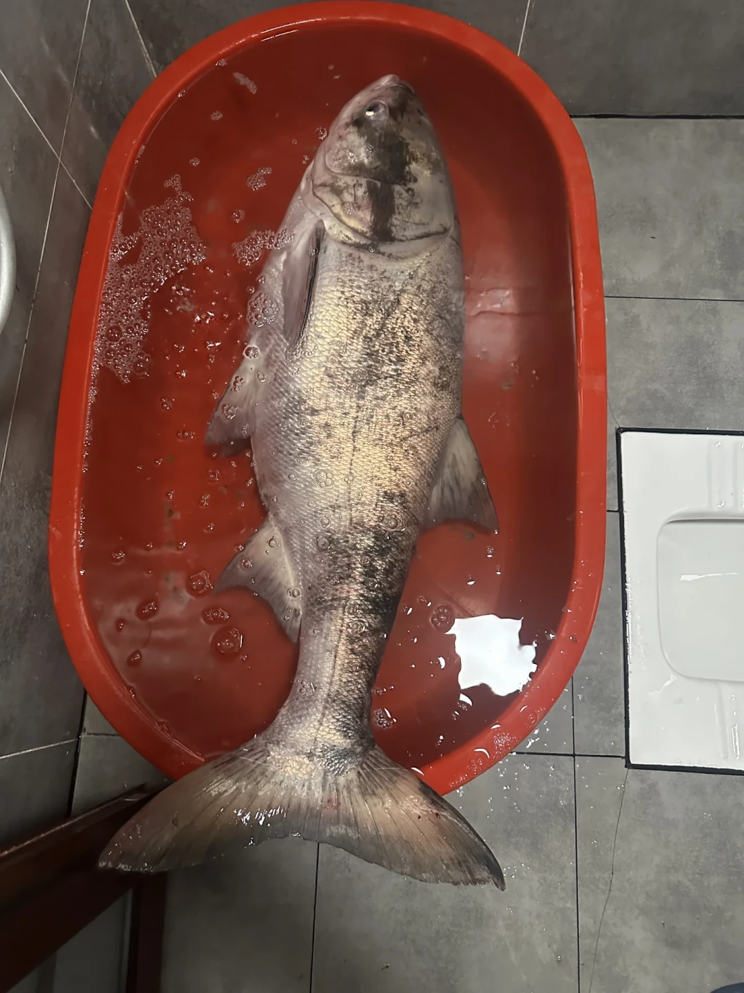 鲢鳙狂口别急着下单：看完7、8月十几条实测，我把四档鲢鳙竿的真实差距说清了