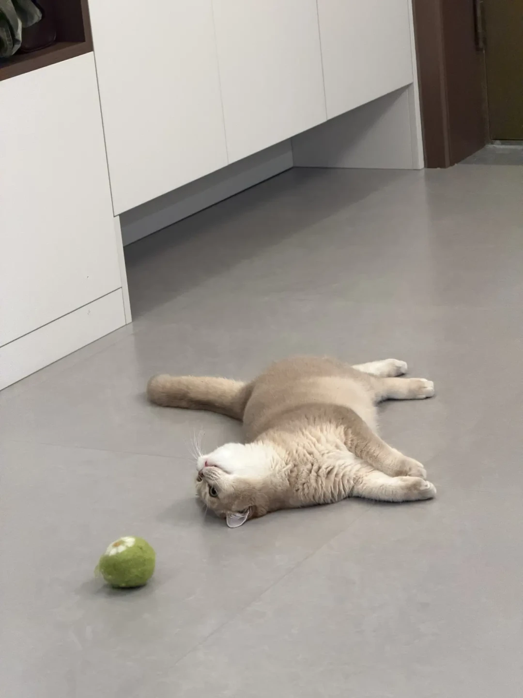 猫咪夏天饭量减半,是