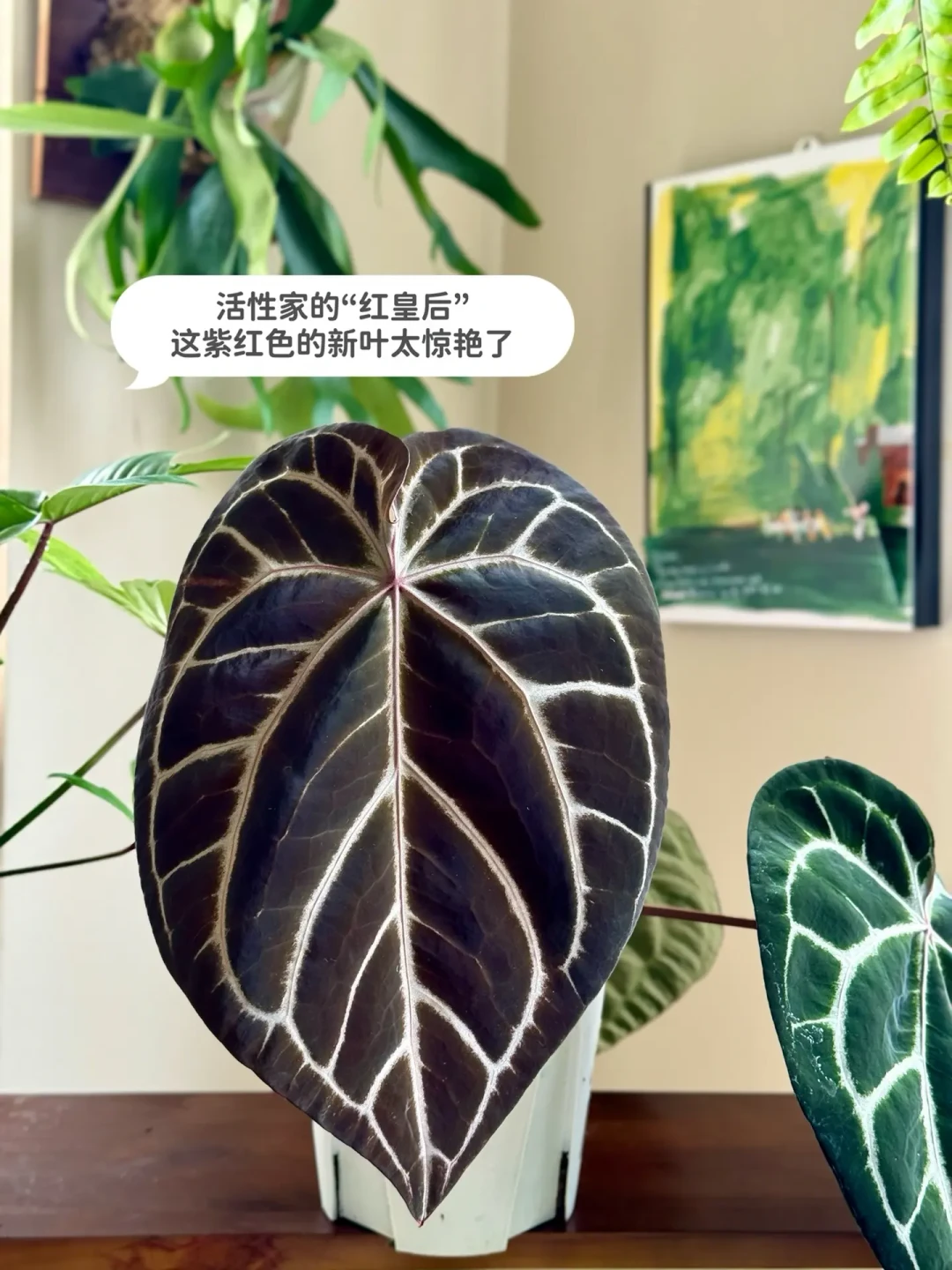植物角最贵的从来不是植物:翻了40多篇改造和晒单帖,我算清了300、1500、5000三档预算的钱该怎么花