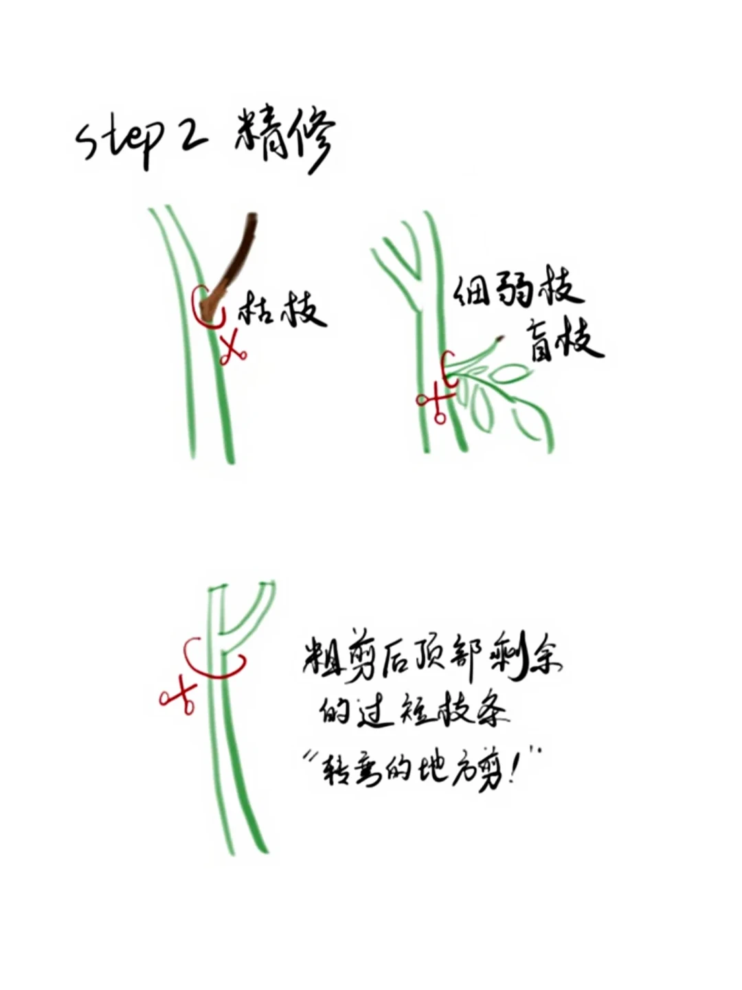 月季秋剪时间之争吵爆了:“8月中旬必剪”派和“等凉快”派都没错,全网日期都是同一道减法算出来的