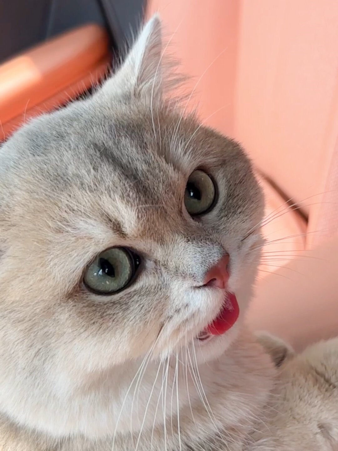 猫张嘴喘不是卖萌,贴地瘫不是犯懒:这个月还有两轮高温,猫咪