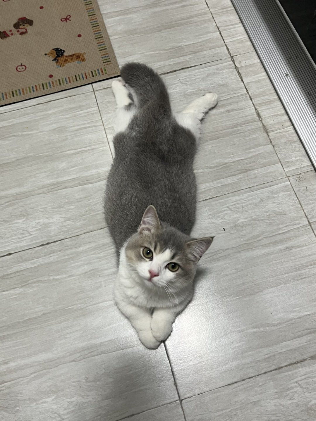 猫张嘴喘不是卖萌,贴地瘫不是犯懒:这个月还有两轮高温,猫咪