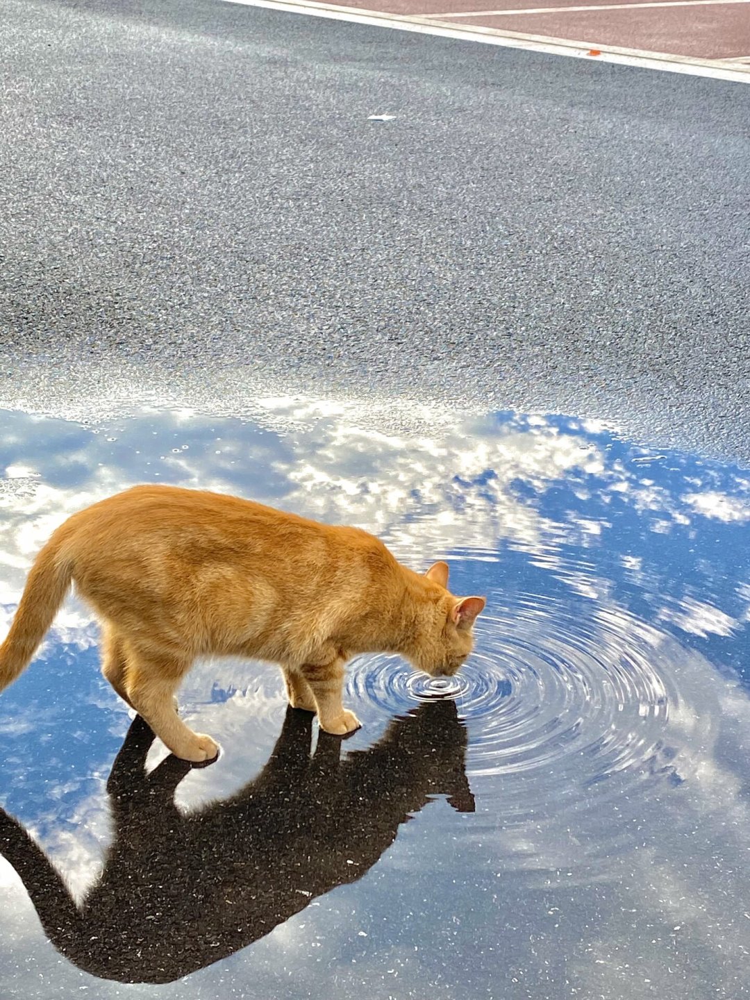 猫张嘴喘不是卖萌,贴地瘫不是犯懒:这个月还有两轮高温,猫咪