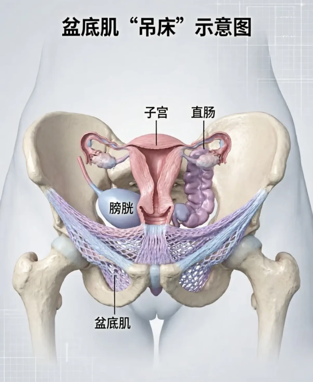 几十块的坐垫到智能训练仪:四类凯格尔器材,一半根本没在练盆底肌