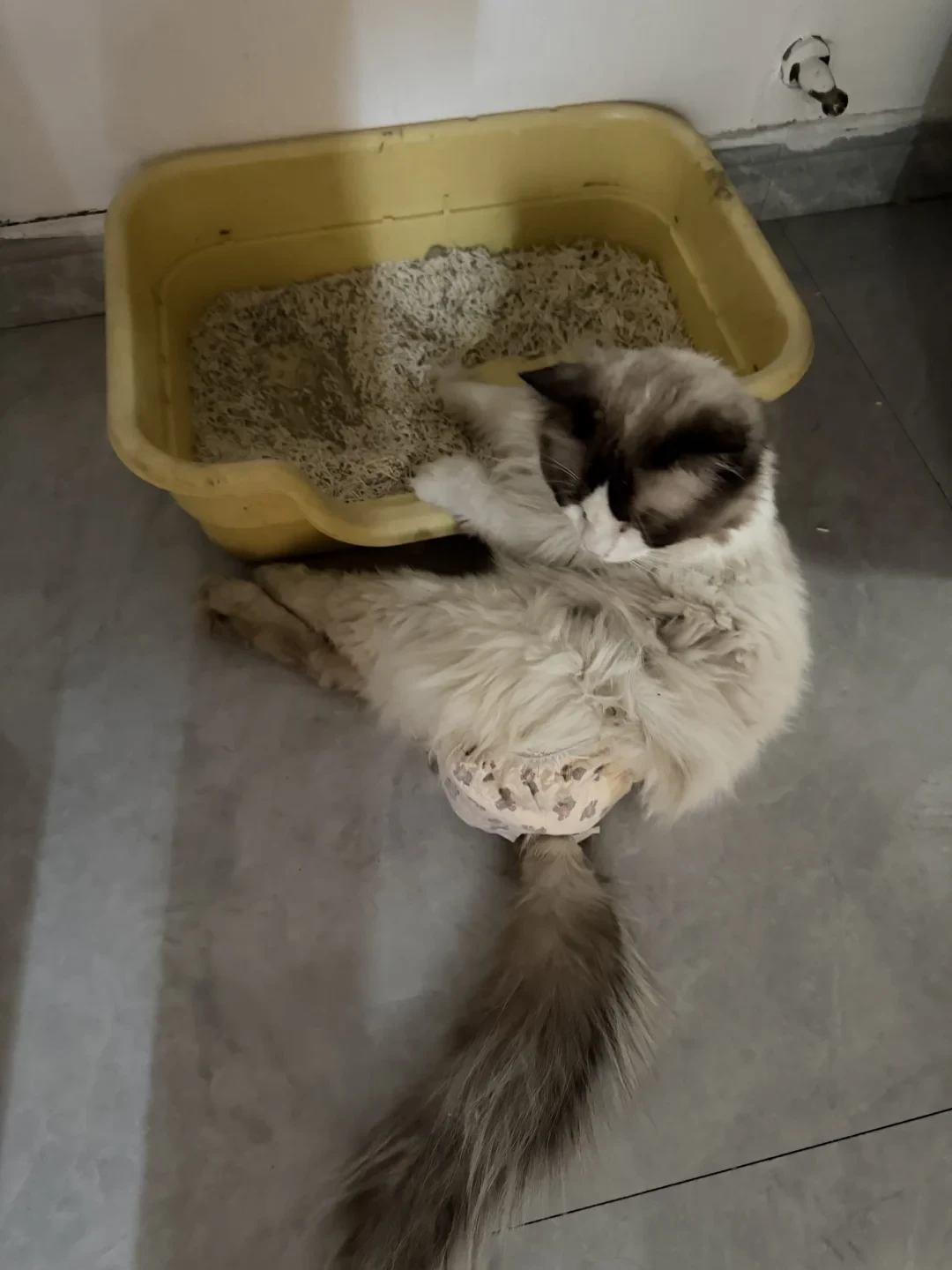 疑似“粮瘫”猫超5000只,65%吃同一款粮:你家猫正吃着被点名品牌,换不换粮看完再决定
