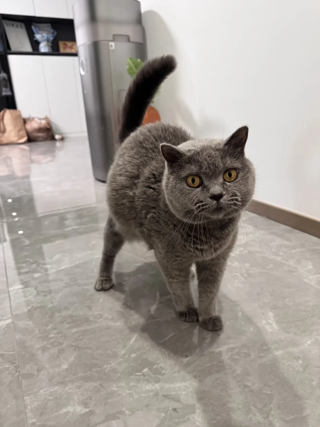 疑似“粮瘫”猫超5000只,65%吃同一款粮:你家猫正吃着被点名品牌,换不换粮看完再决定