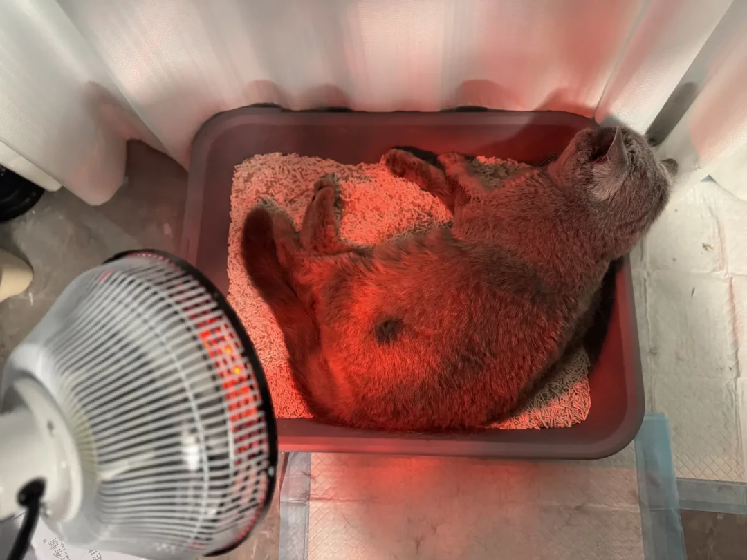 疑似“粮瘫”猫超5000只,65%吃同一款粮:你家猫正吃着被点名品牌,换不换粮看完再决定