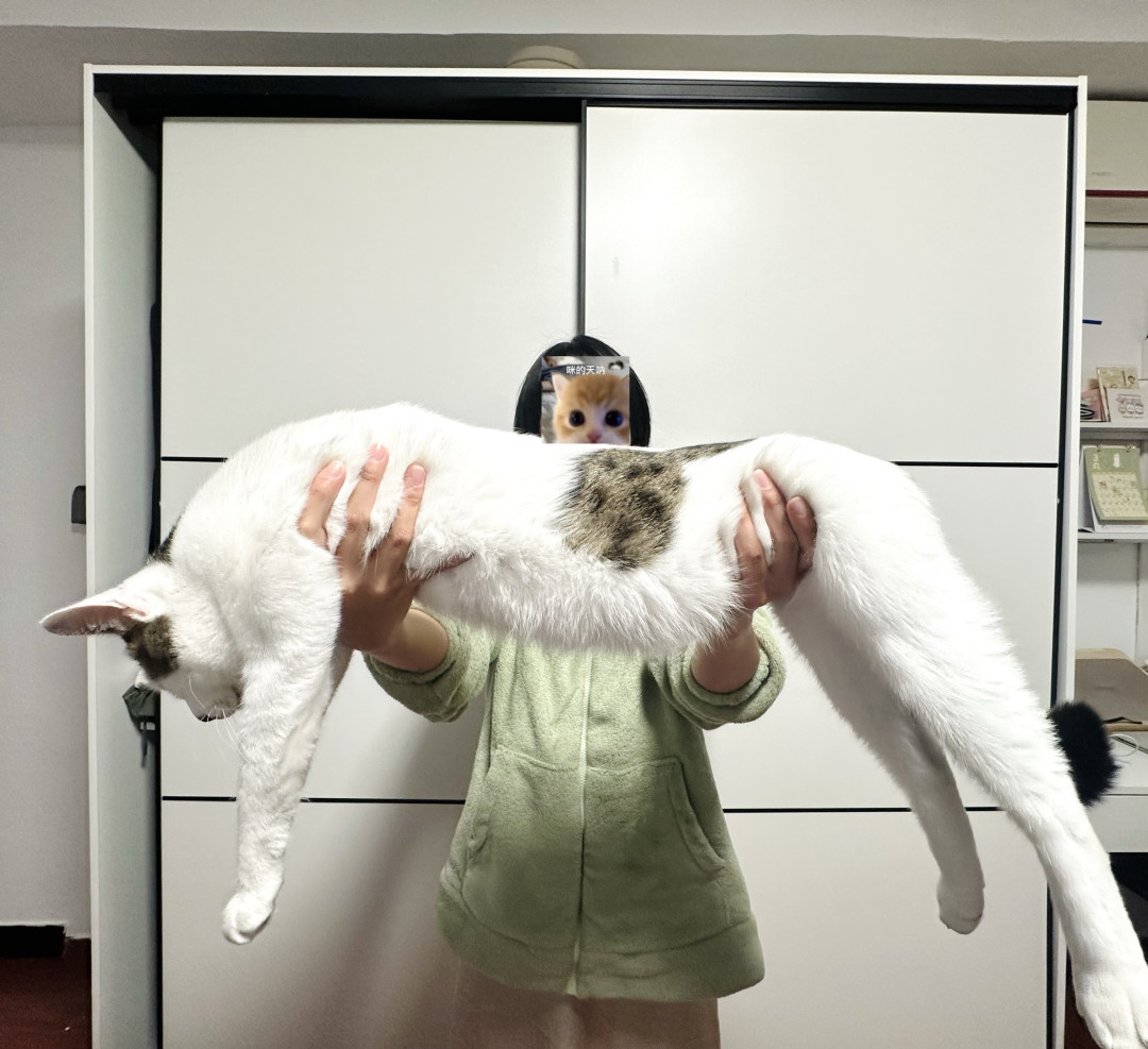 领养流浪猫还要被回访?我翻完上海法院的两份判决,把领养人和送养人该谈清的边界整理出来了