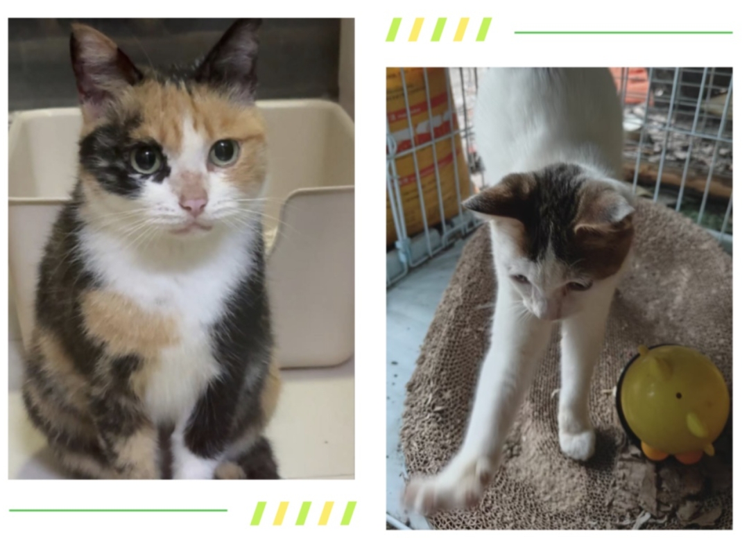 领养流浪猫还要被回访?我翻完上海法院的两份判决,把领养人和送养人该谈清的边界整理出来了