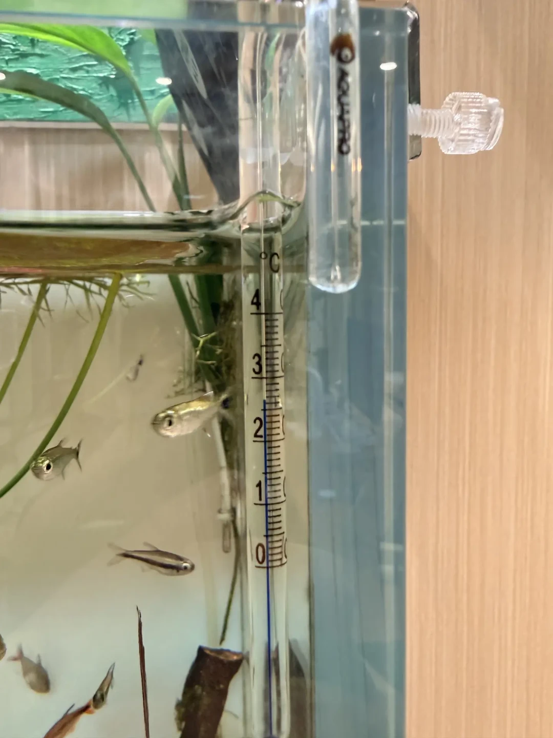 自来水31℃,鱼缸28℃:高温天换水才是养鱼人最高危的操作