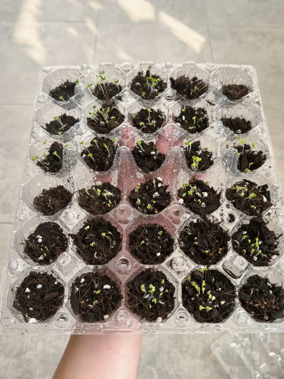 秋播的苗徒长了,别只怪光照不够:4个原因4种对策,该买啥一目了然