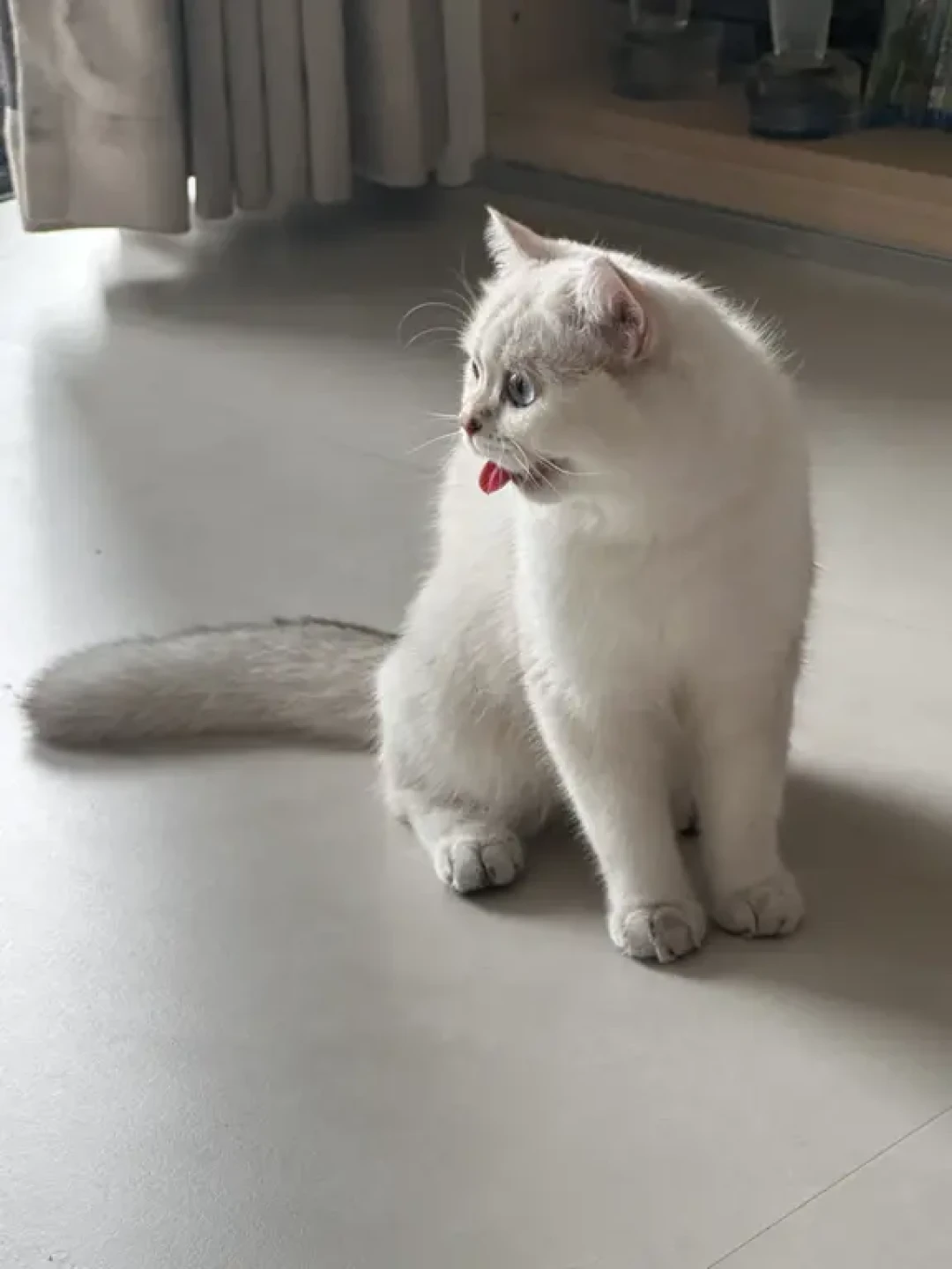 猫张嘴哈气不是卖萌:三档信号判断中暑,4个错救更致命,先看懂再动手