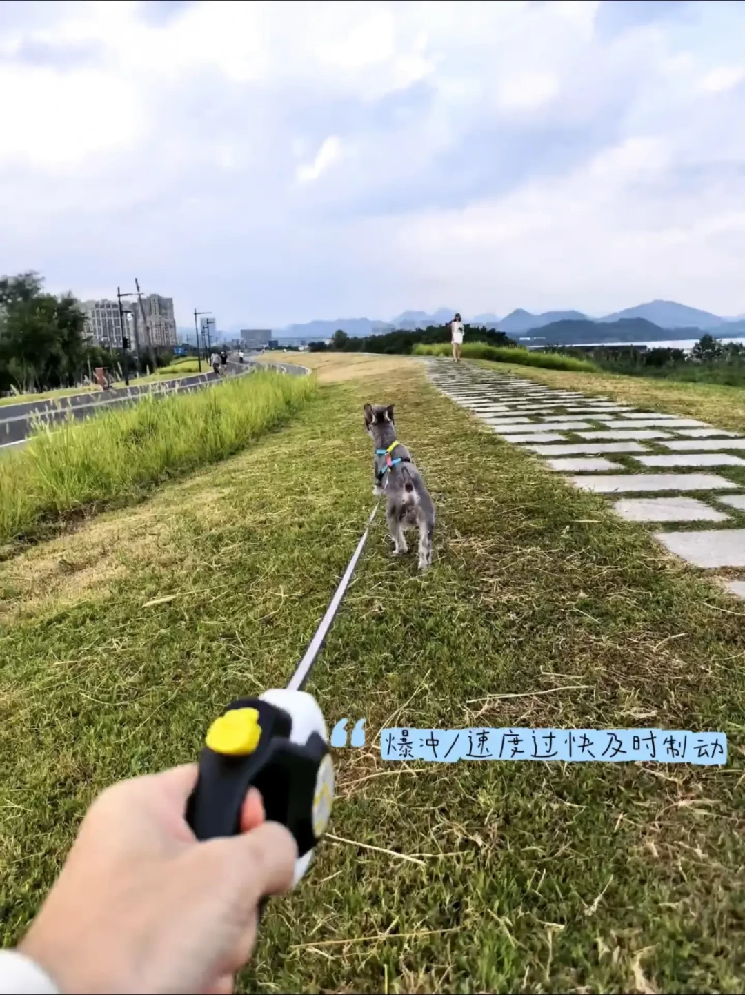 狗狗出门就爆冲,试了各种方法都没用?翻了几十篇训练记录,我发现问题基本出在这四步
