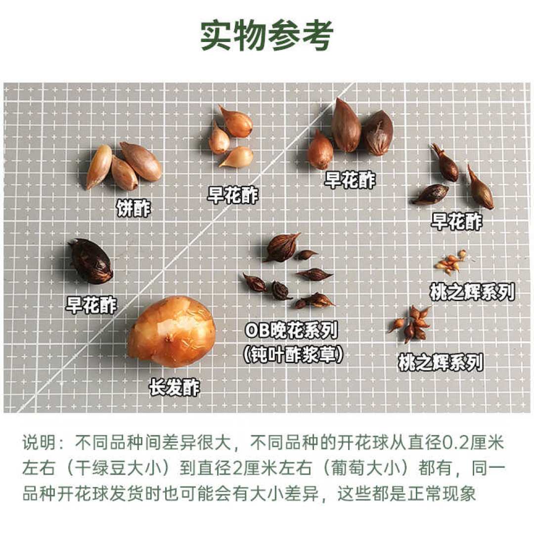 秋植酢浆草种球陆续上市：早花现在能下土，晚花再等一个月——2.5元一球，从冬开到春