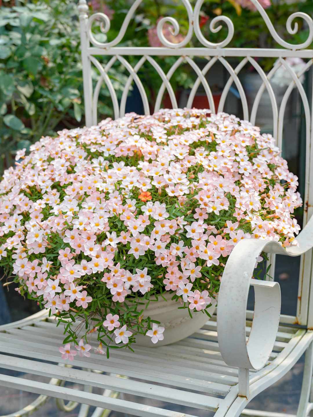 秋植酢浆草种球陆续上市：早花现在能下土，晚花再等一个月——2.5元一球，从冬开到春