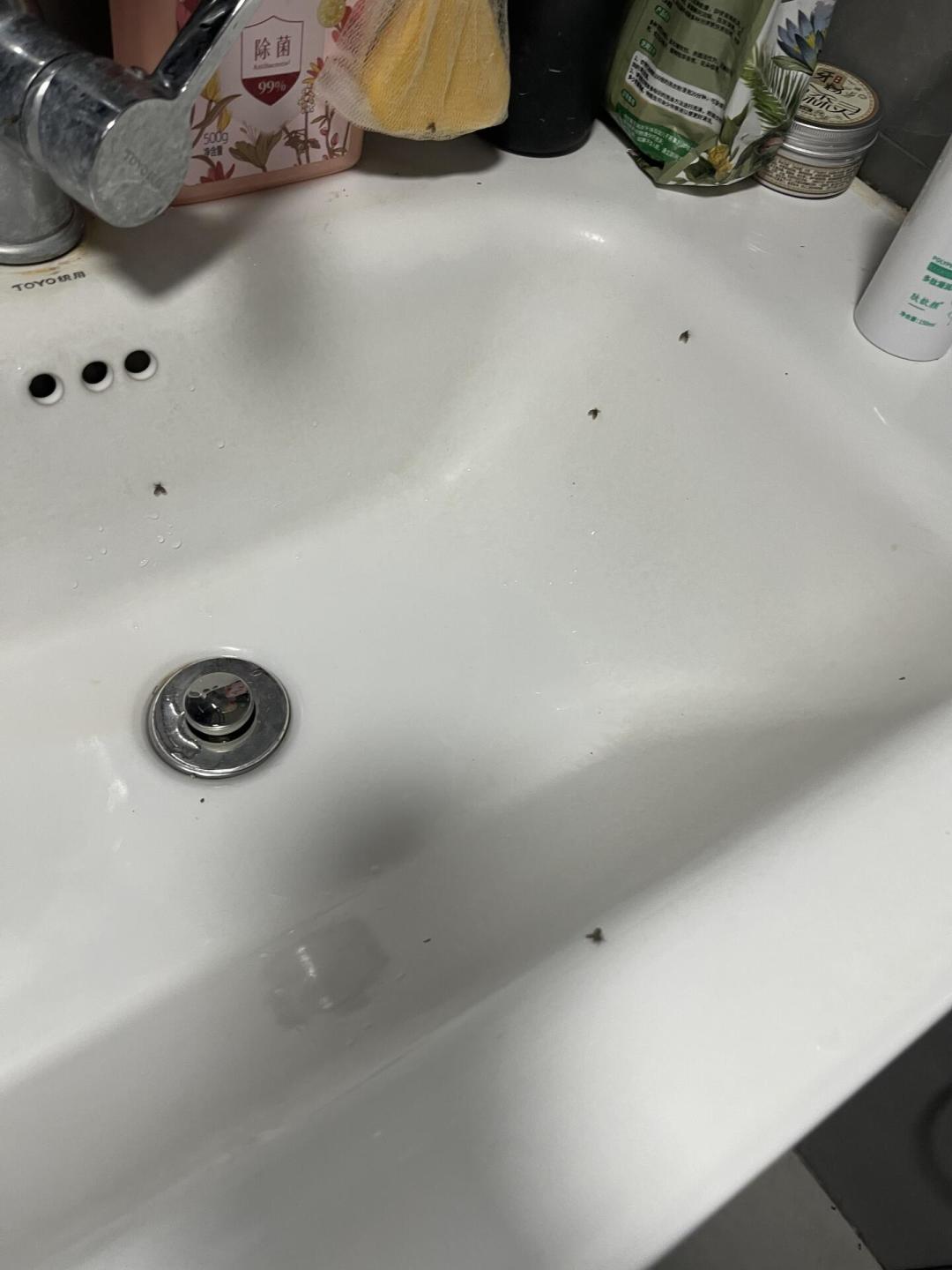 卫生间蛾蚋杀不绝?你杀的只是零头:6个隐蔽孳生源+土办法分级表,先排查再花钱