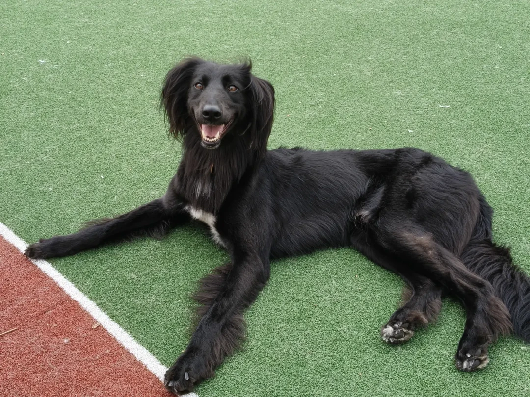 看完《八仙！》想养哮天犬？先认清它的原型中华细犬：辨识、价格、饲养门槛一次说清
