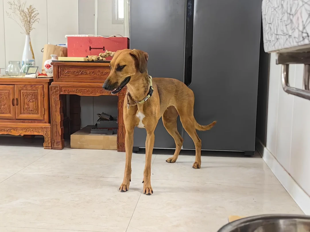 看完《八仙！》想养哮天犬？先认清它的原型中华细犬：辨识、价格、饲养门槛一次说清