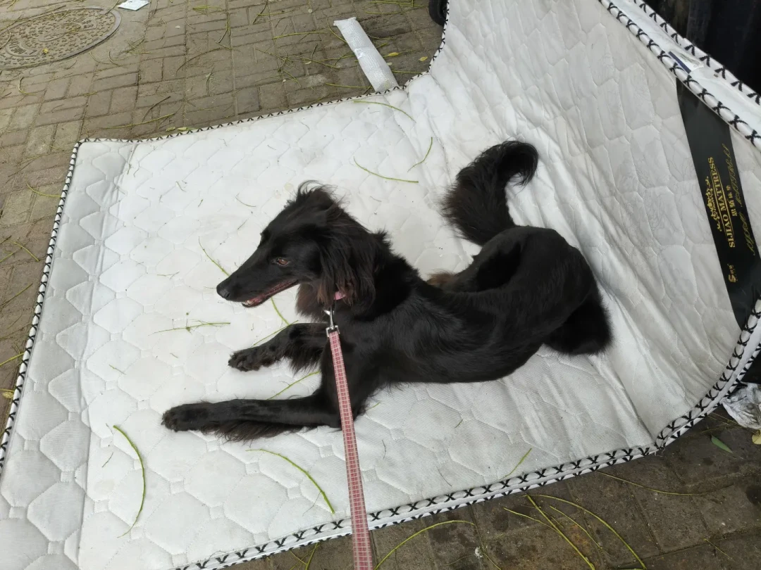 看完《八仙！》想养哮天犬？先认清它的原型中华细犬：辨识、价格、饲养门槛一次说清