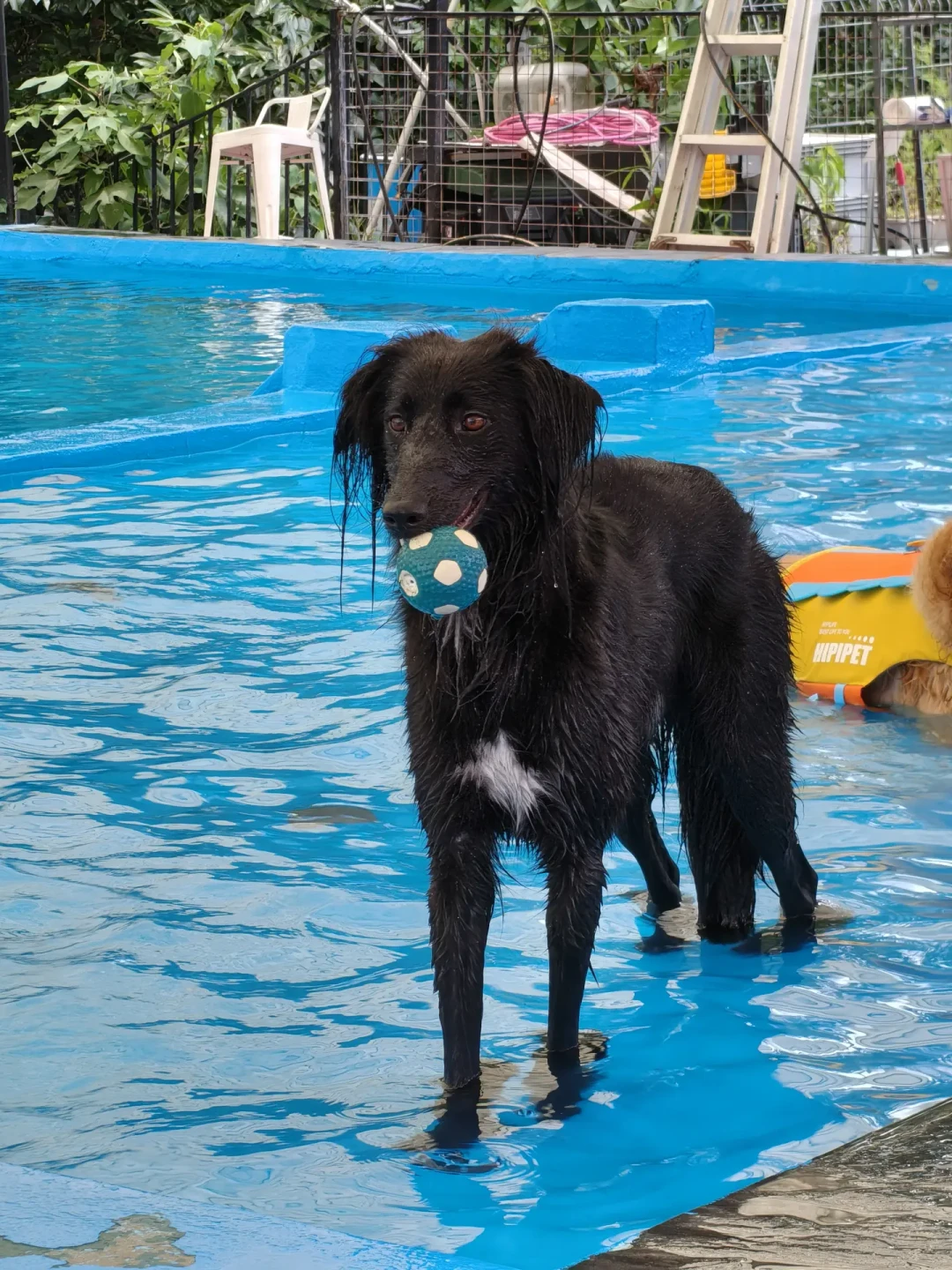 看完《八仙！》想养哮天犬？先认清它的原型中华细犬：辨识、价格、饲养门槛一次说清