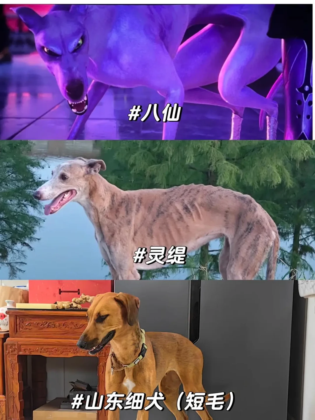 看完《八仙！》想养哮天犬？先认清它的原型中华细犬：辨识、价格、饲养门槛一次说清