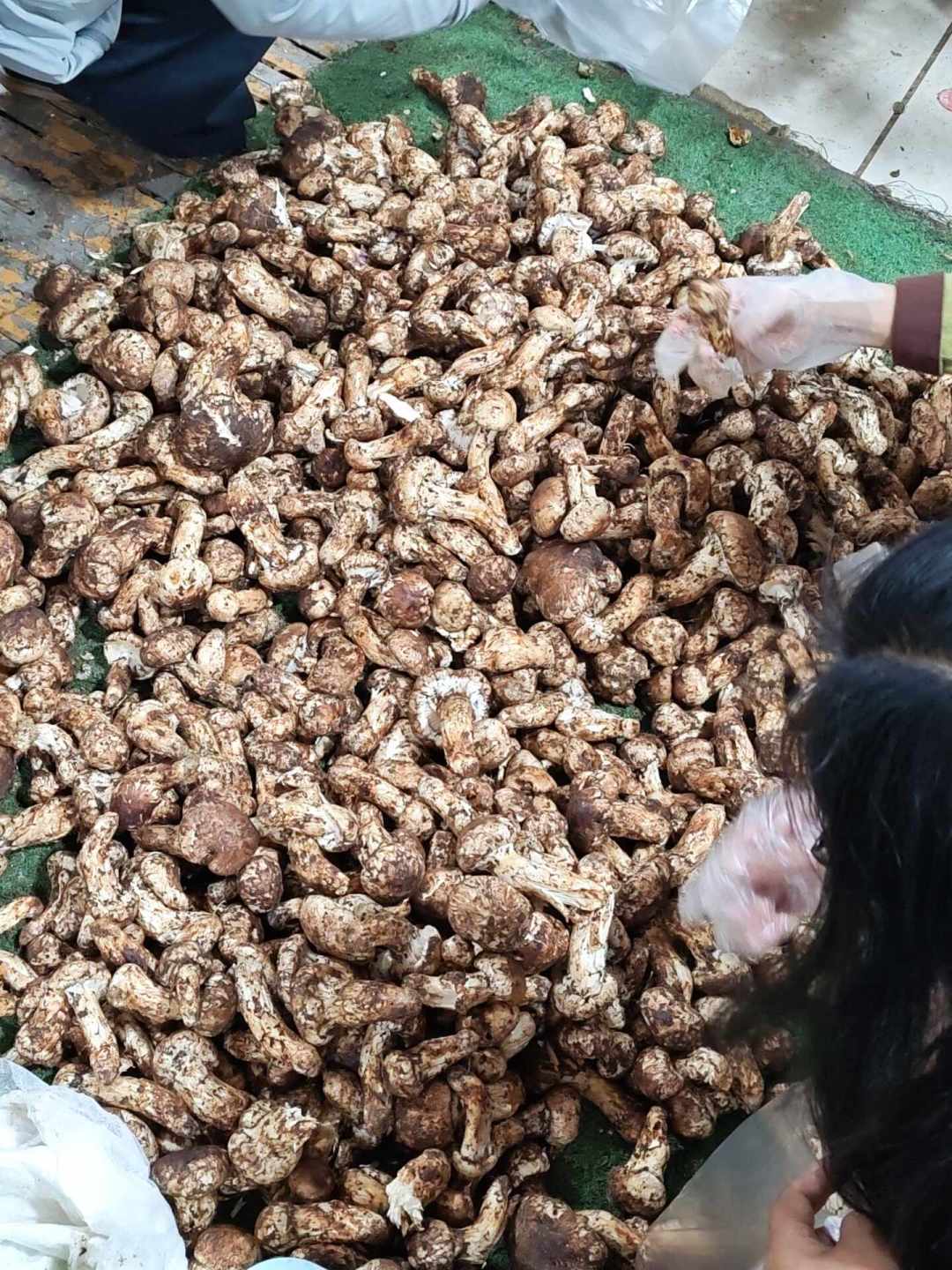 菌子季到顶了，见手青价目一天一个样：下单这口山鲜之前，品质控先把这4件事捋清楚