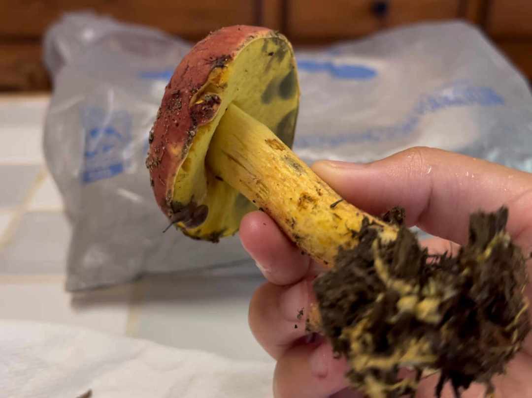 菌子季到顶了，见手青价目一天一个样：下单这口山鲜之前，品质控先把这4件事捋清楚