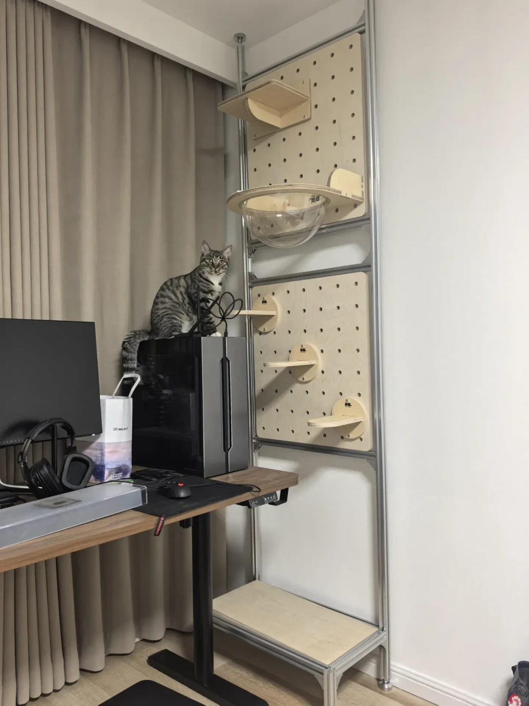 钱花了墙也装了,猫却不用?先别急着拆:五类症状对症补救,有的只花一个置物架的钱