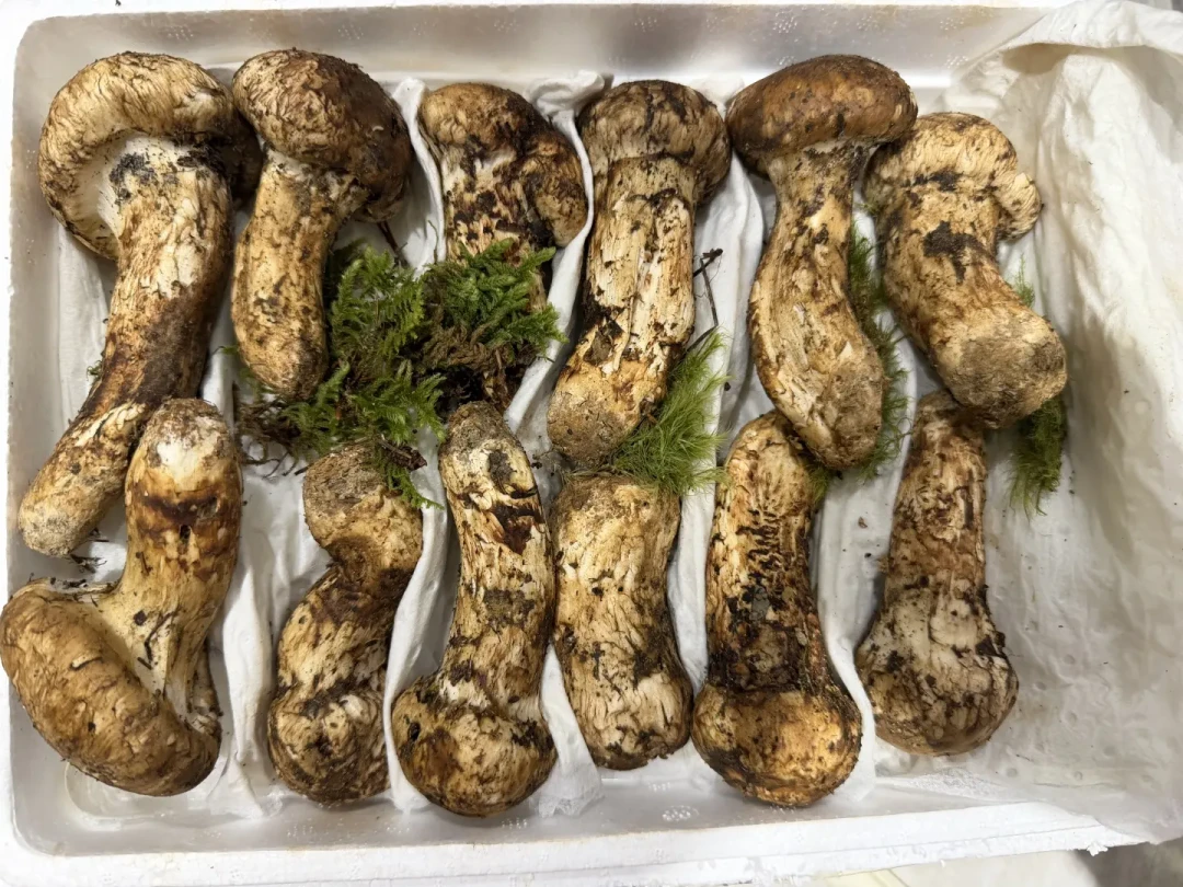 从2万一公斤跌到300元档,松茸季进入最后两周:核对完120多篇帖子,我把6类冒充和按预算买法整理出来了
