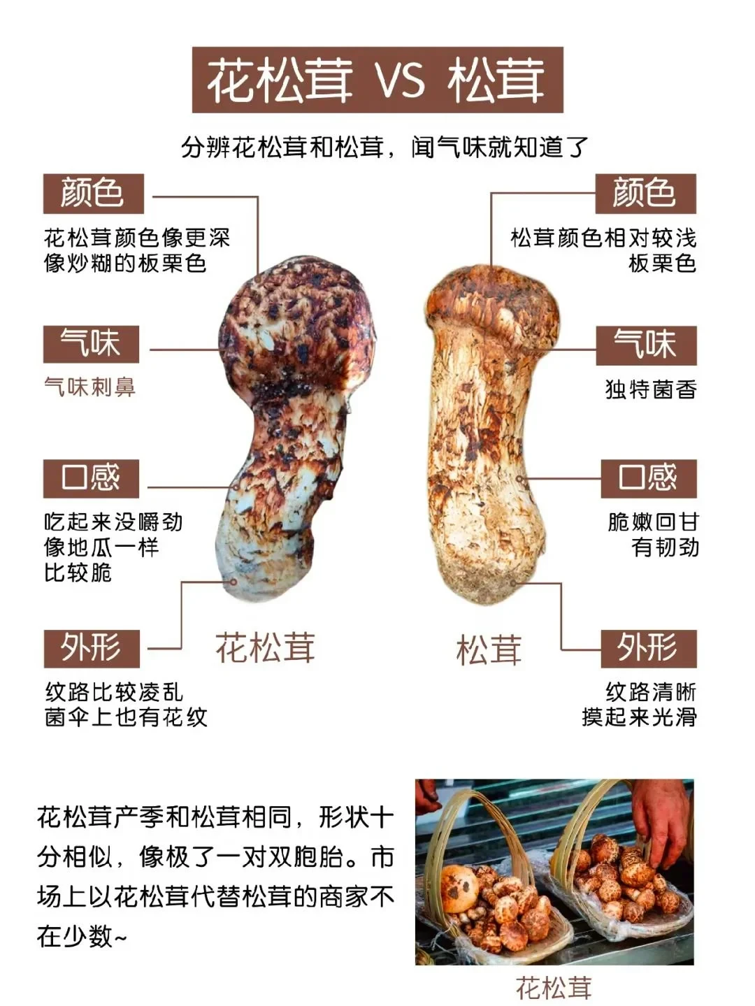 从2万一公斤跌到300元档,松茸季进入最后两周:核对完120多篇帖子,我把6类冒充和按预算买法整理出来了