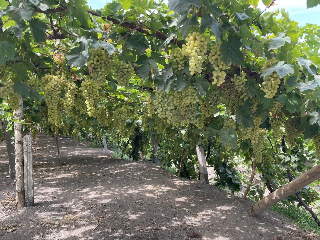 吐鲁番葡萄节8月23日开幕:葡萄3块一斤,葡萄干却能报到70一斤,出发前先看懂四档价格表和三个避坑点