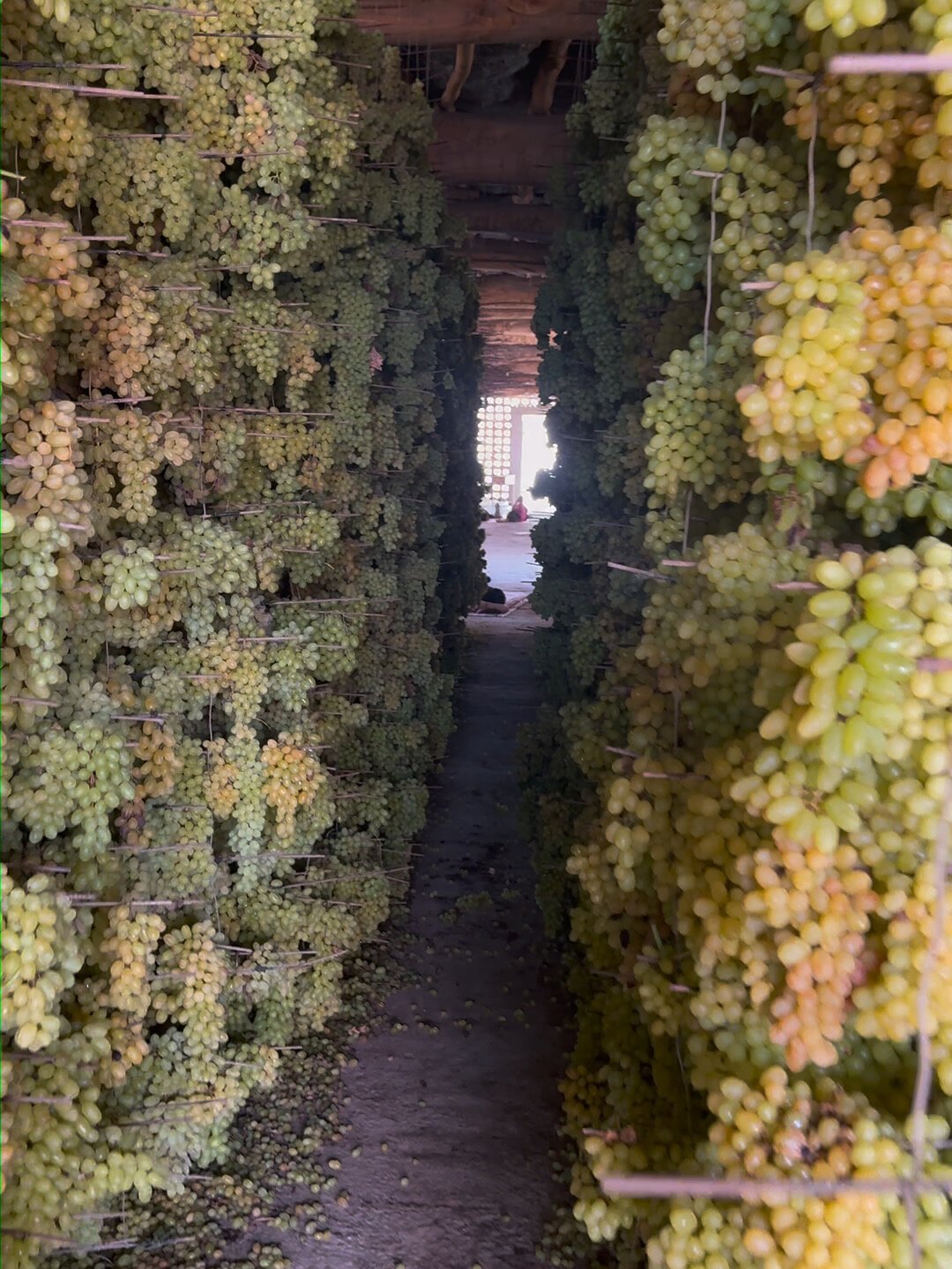吐鲁番葡萄节8月23日开幕:葡萄3块一斤,葡萄干却能报到70一斤,出发前先看懂四档价格表和三个避坑点