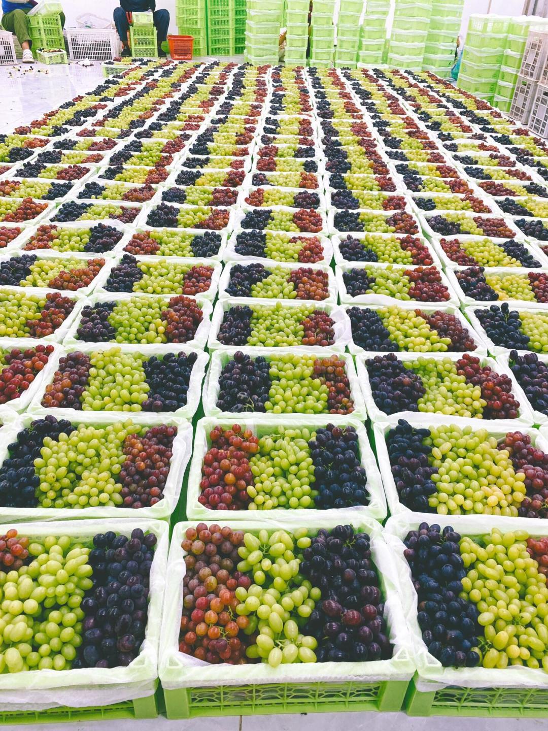 吐鲁番葡萄进入盛熟期，葡萄沟也早免票了：为什么还有人说“去了更后悔”？算完这笔账再出发