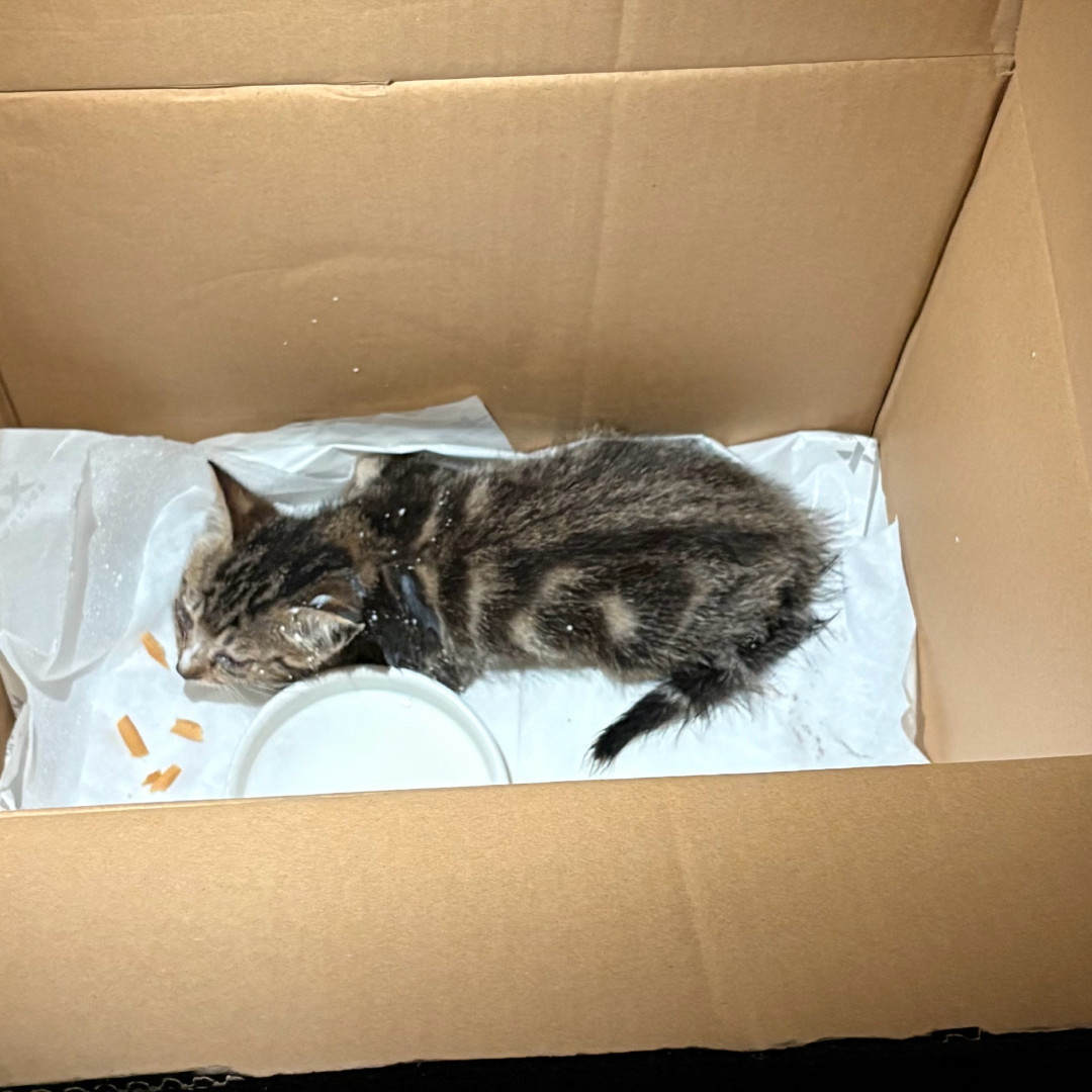 捡一只流浪猫回家,到底要花多少钱?把这份