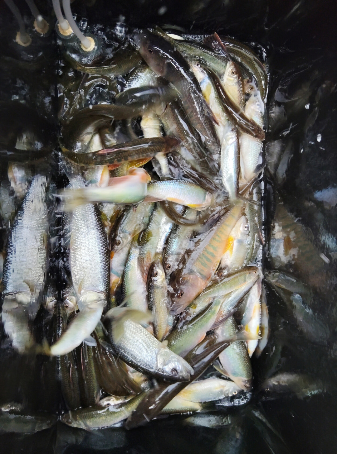台风白海豚刚走,溪流微物进入窗口期:三个信号决定出不出门,饵盒里换两样